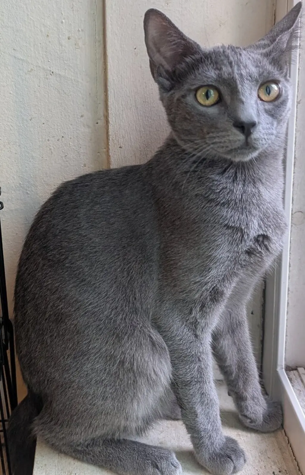 Raja