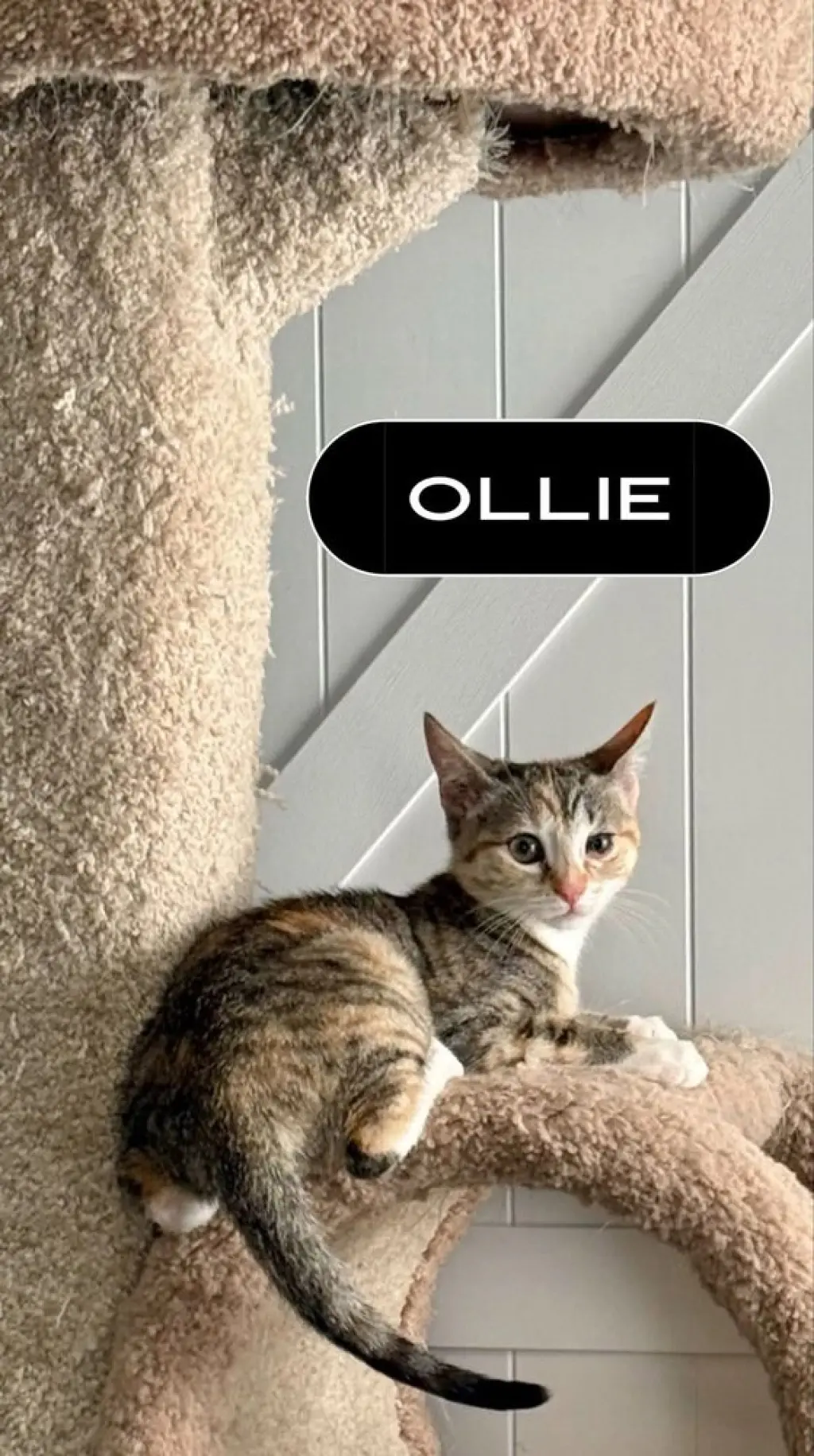 Ollie