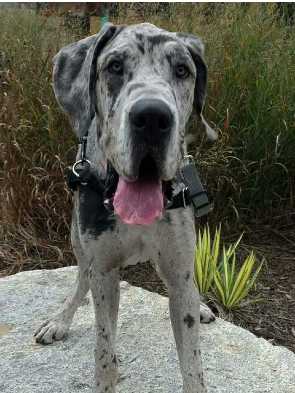 Clyde