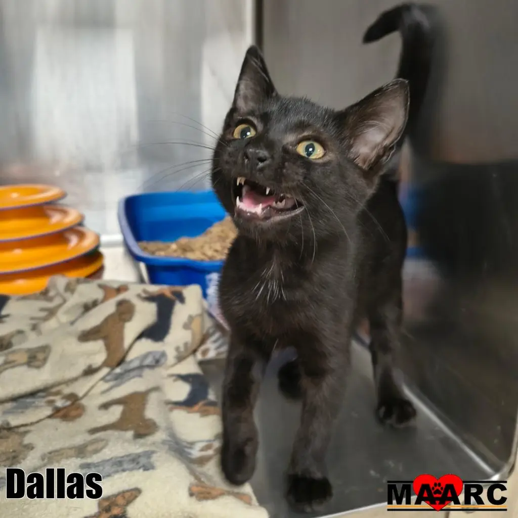 Dallas