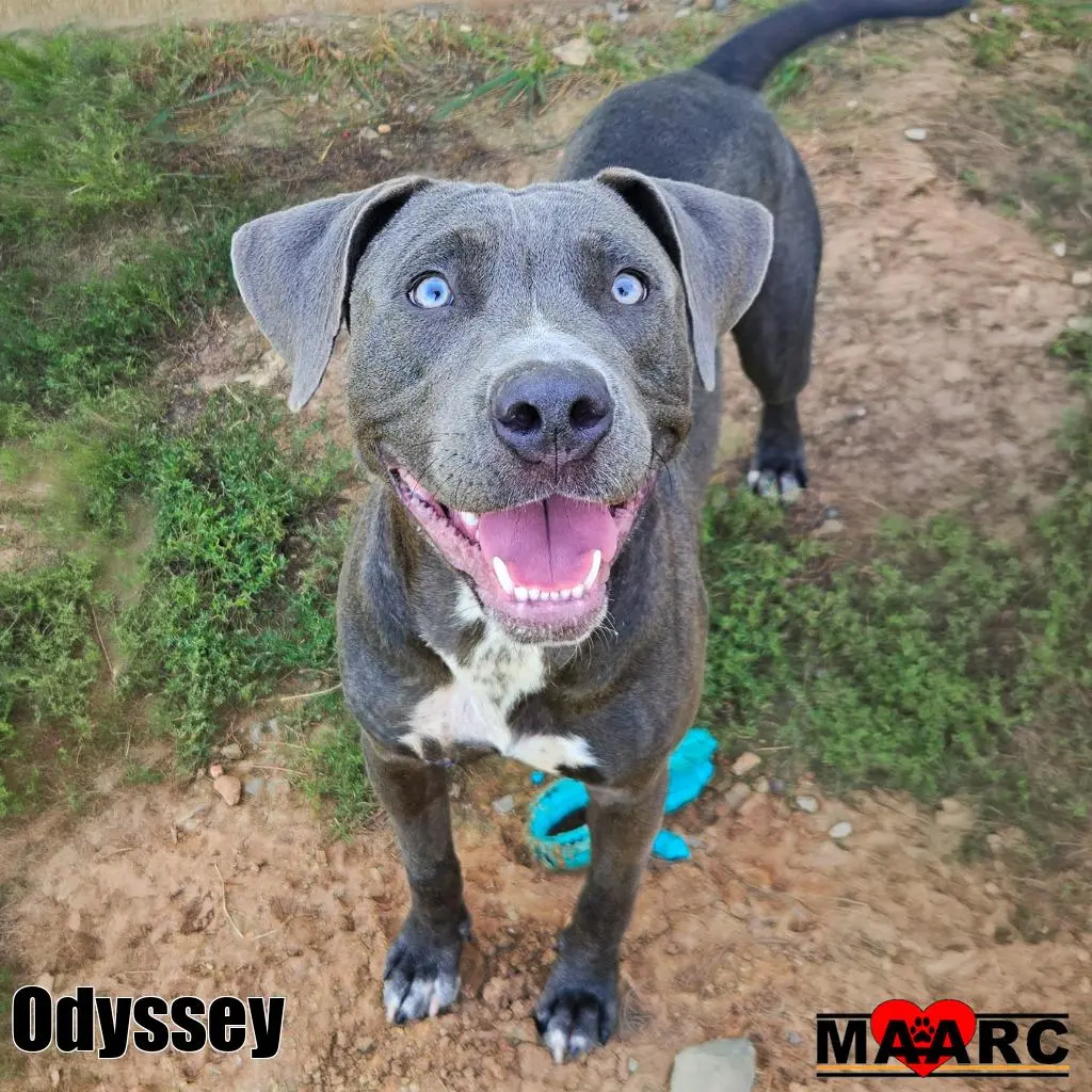 Odyssey