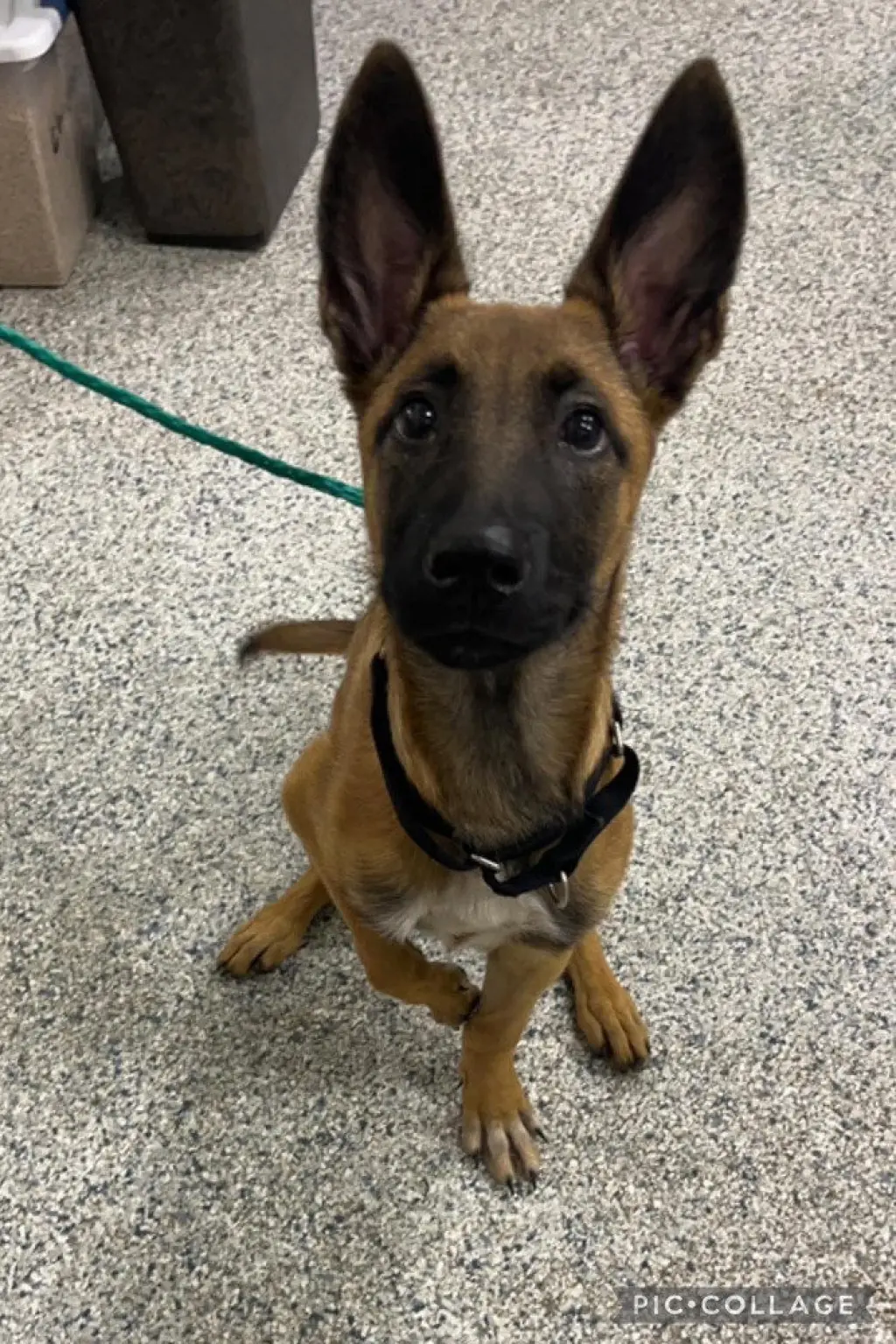 Reggie located in MI