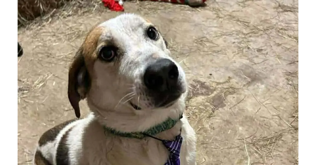 Tyson