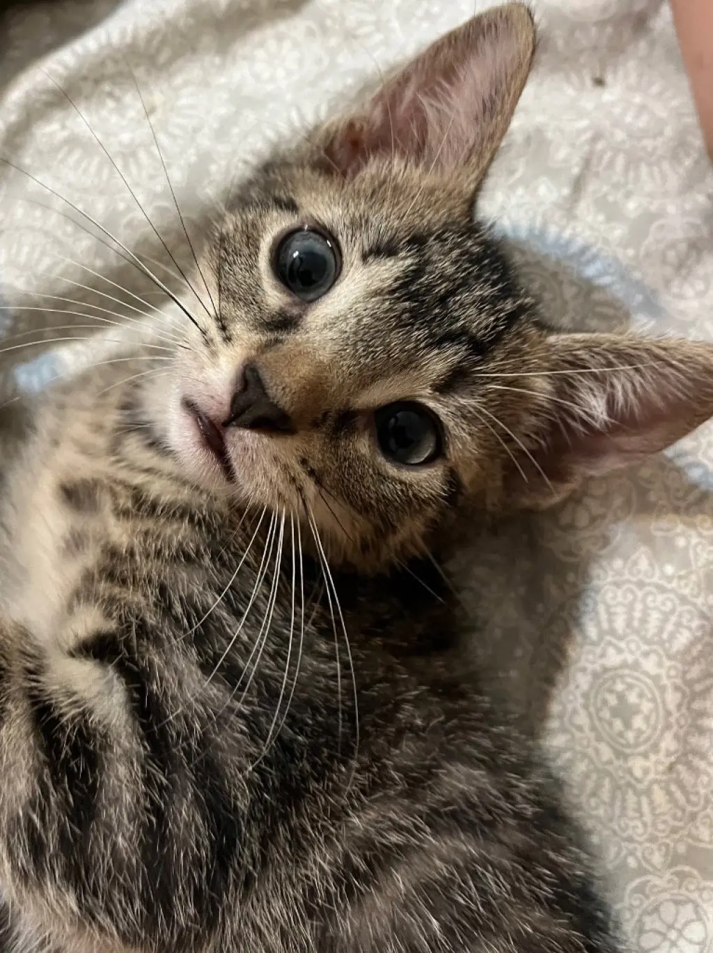 Leo