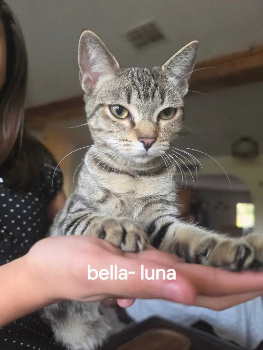 Bella-Luna
