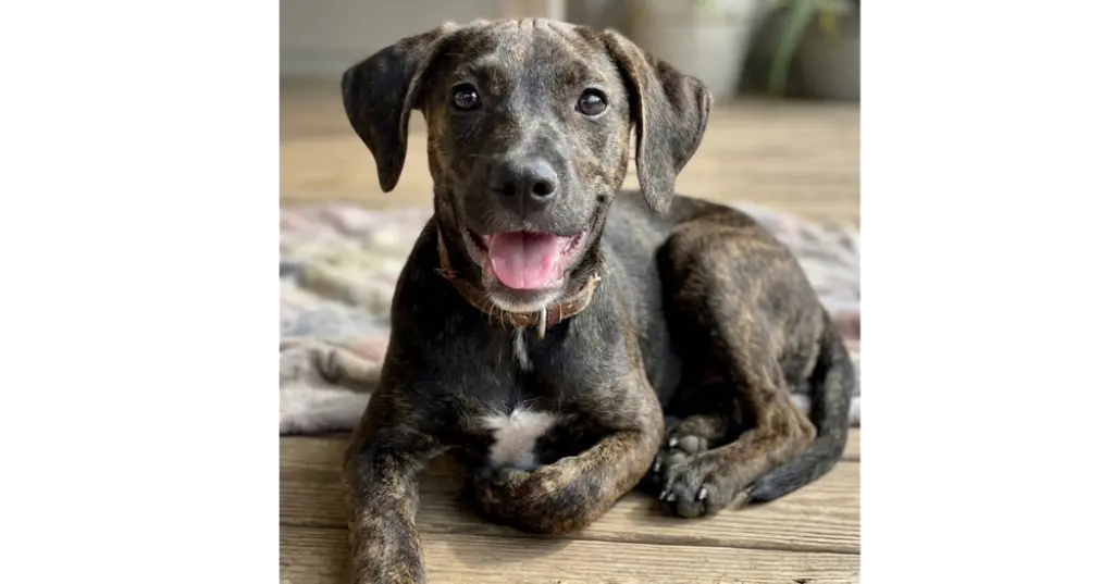 Addie - Sponsored - Reduced Adoption Fee
