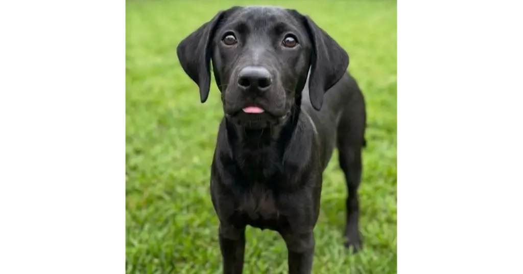 Bentley - Sponsored Reduced Adoption Fee
