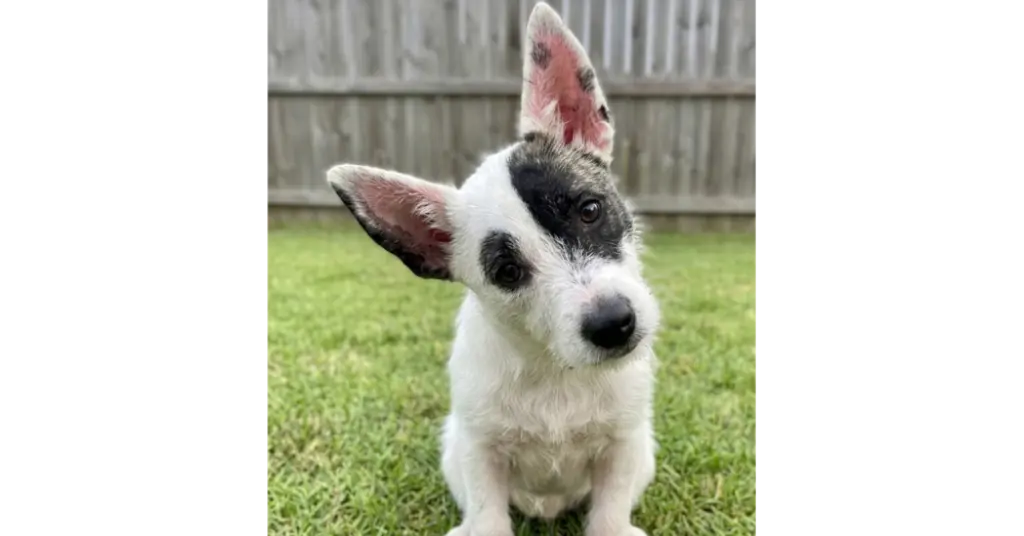 Tula