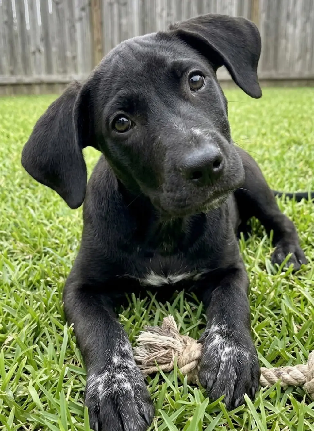 Phoebe
