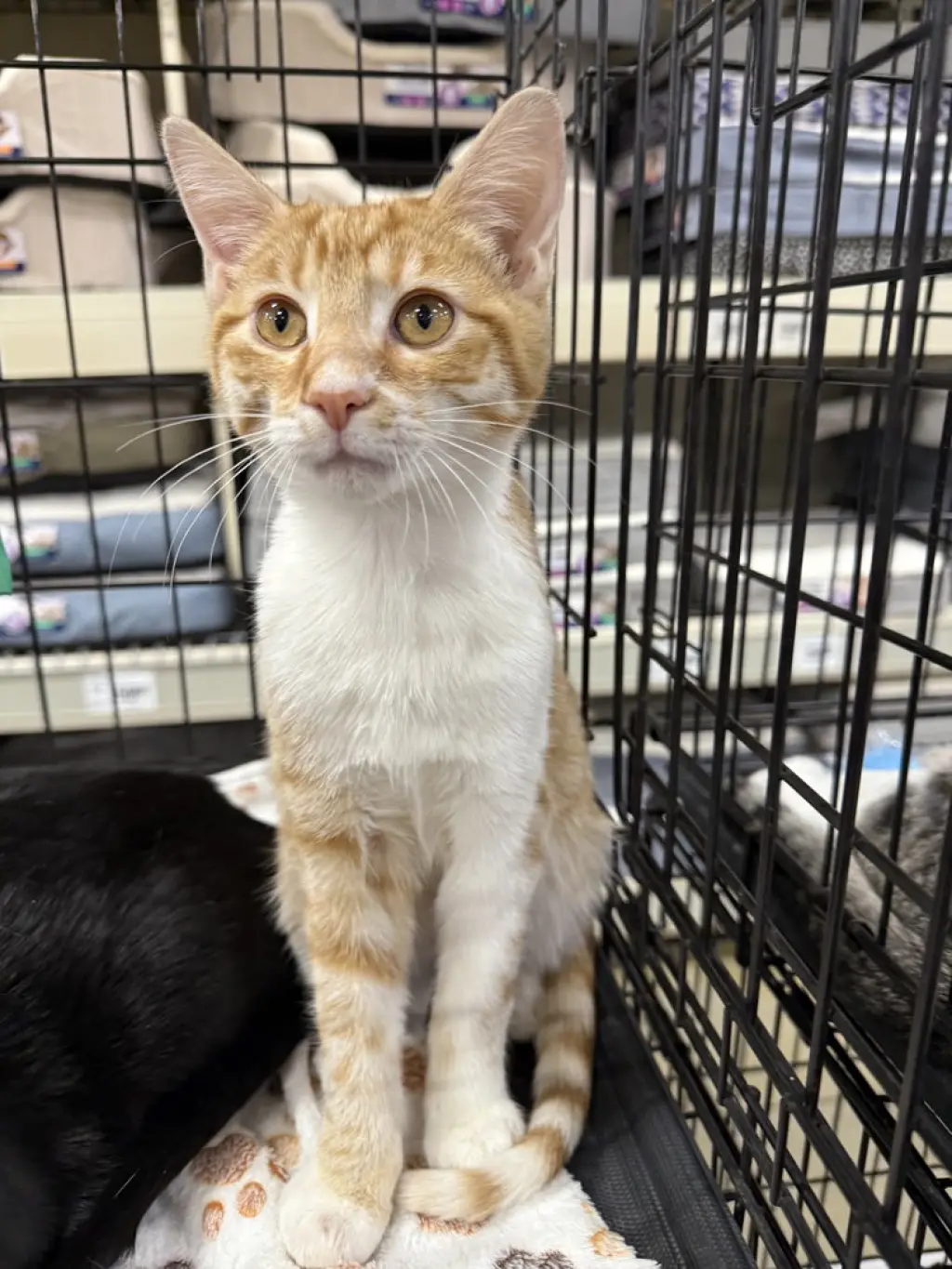 J Cats : Jake