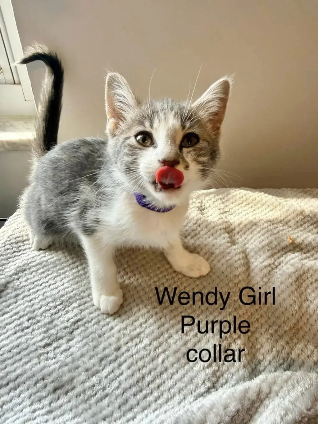Neverland Kitties : Wendy
