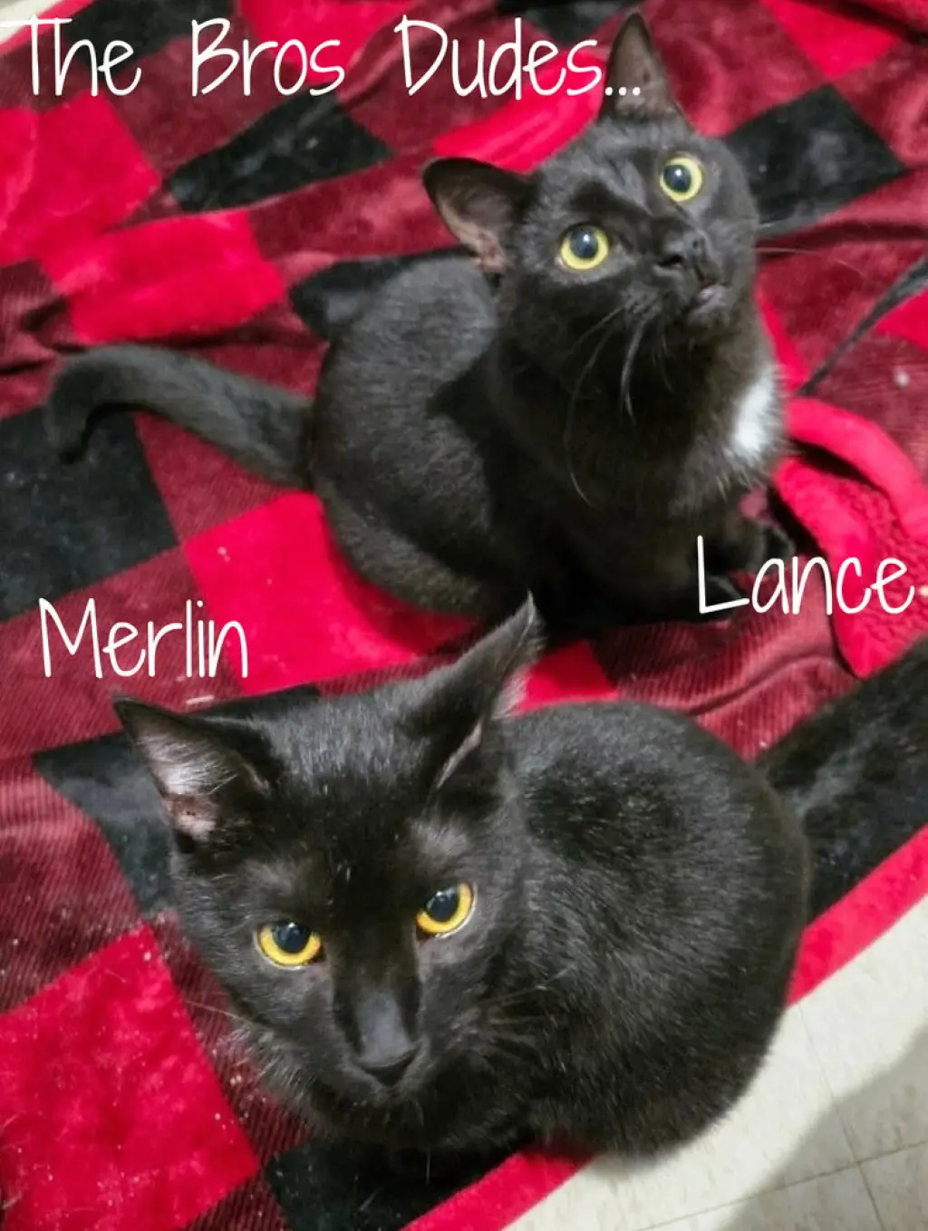 Merlin *older kitten*