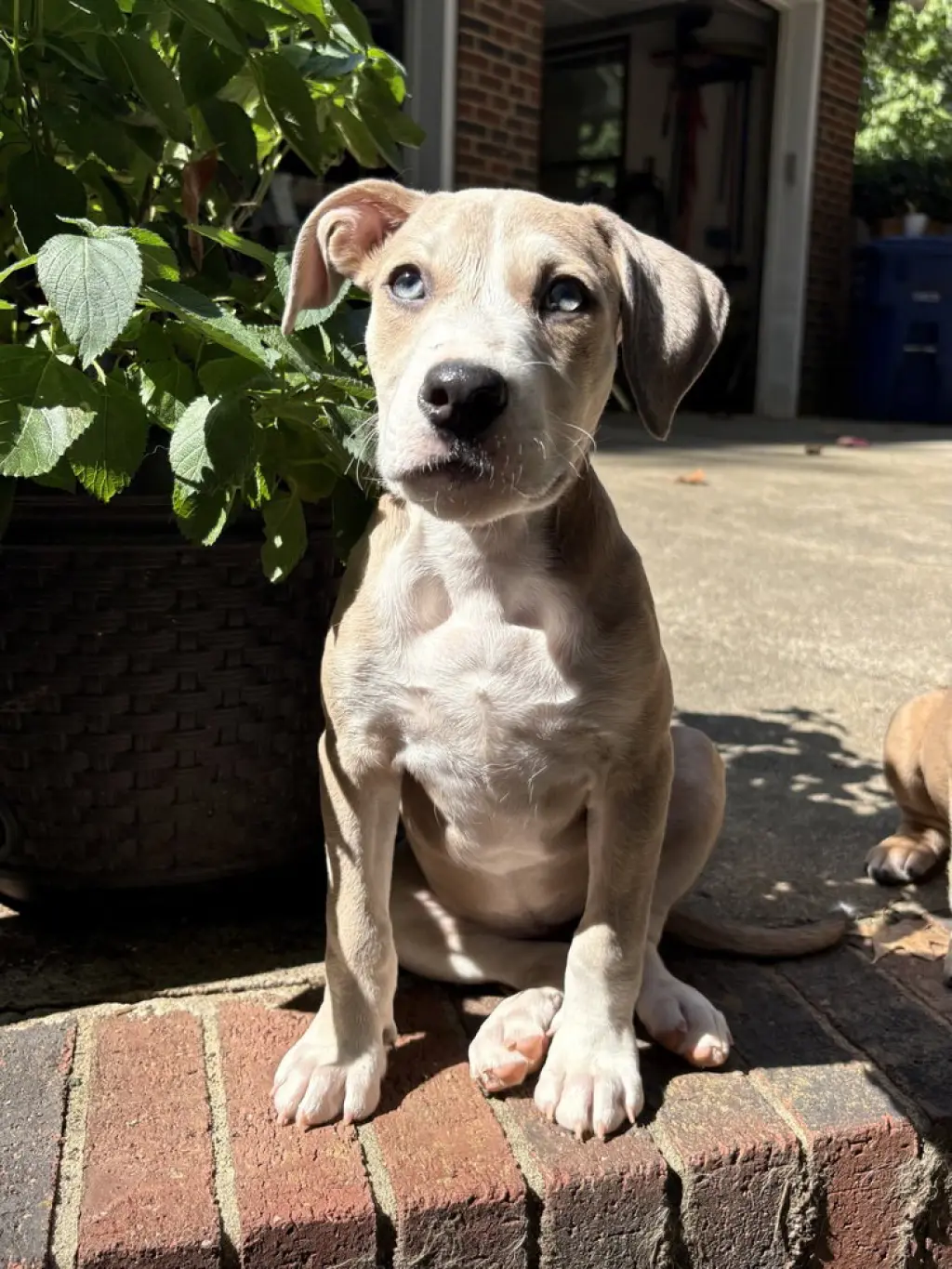 Daisy