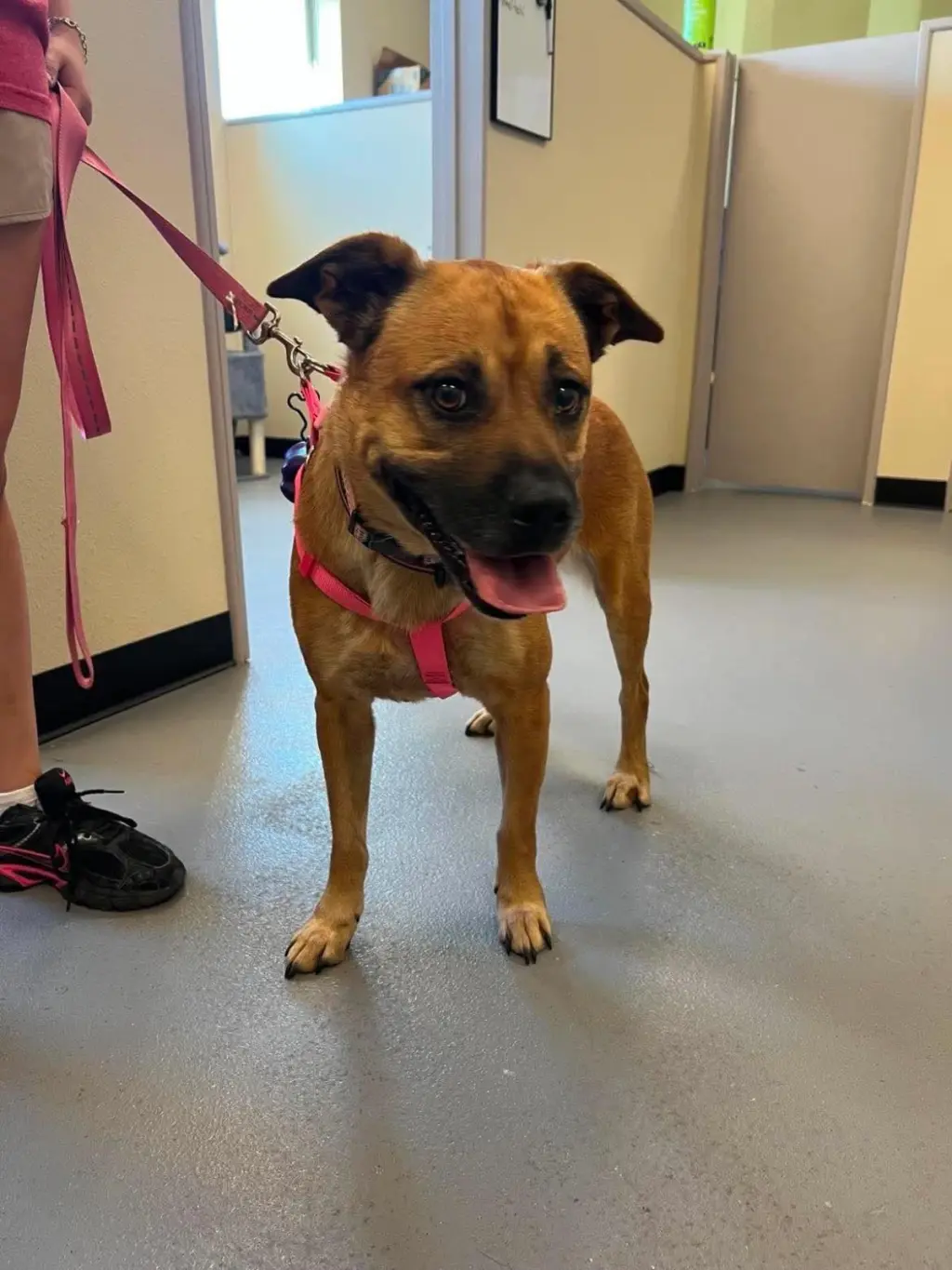 Honey- In Foster