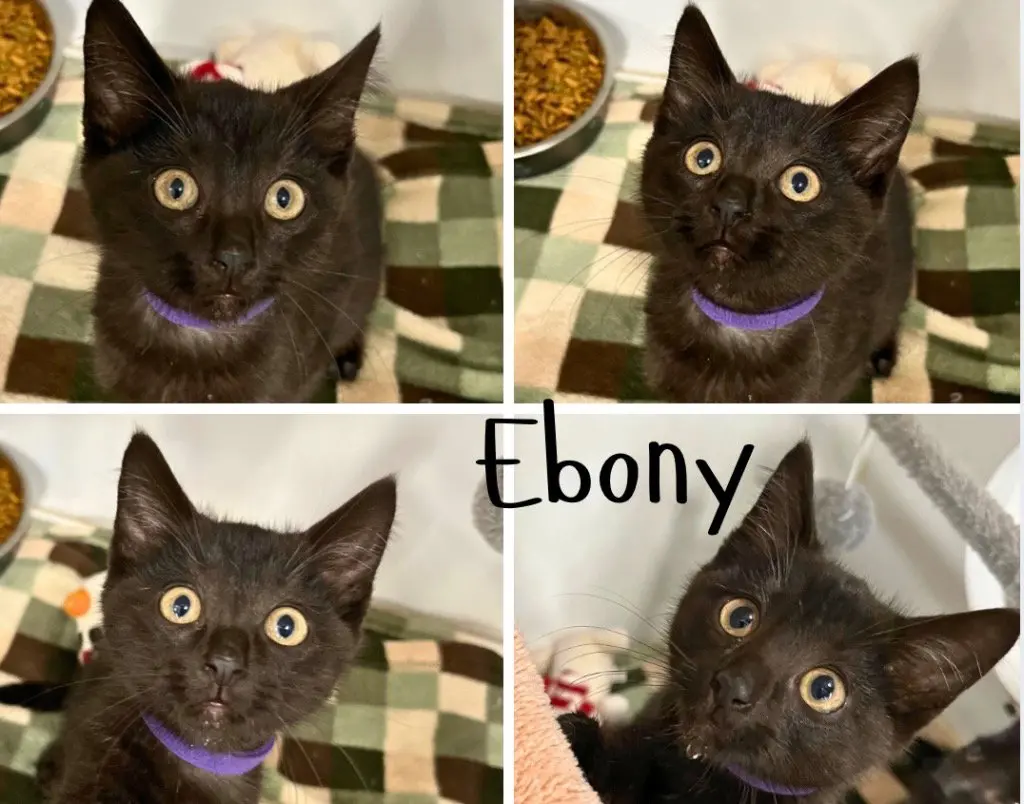 Ebony