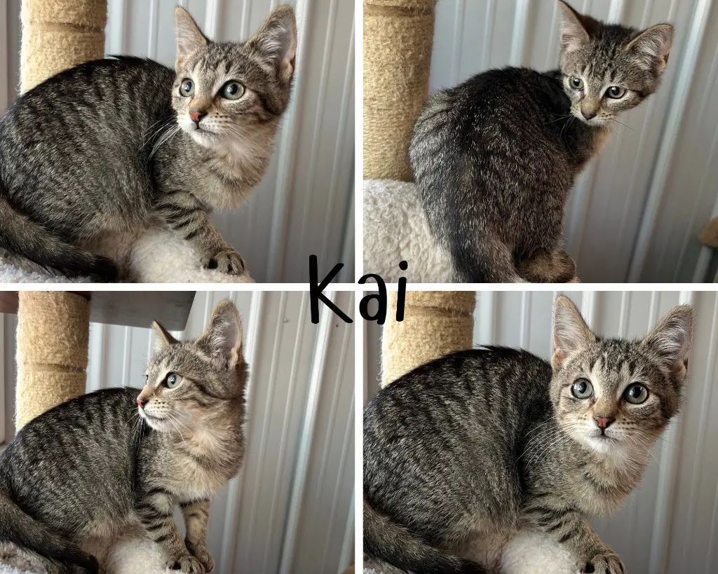 Kai