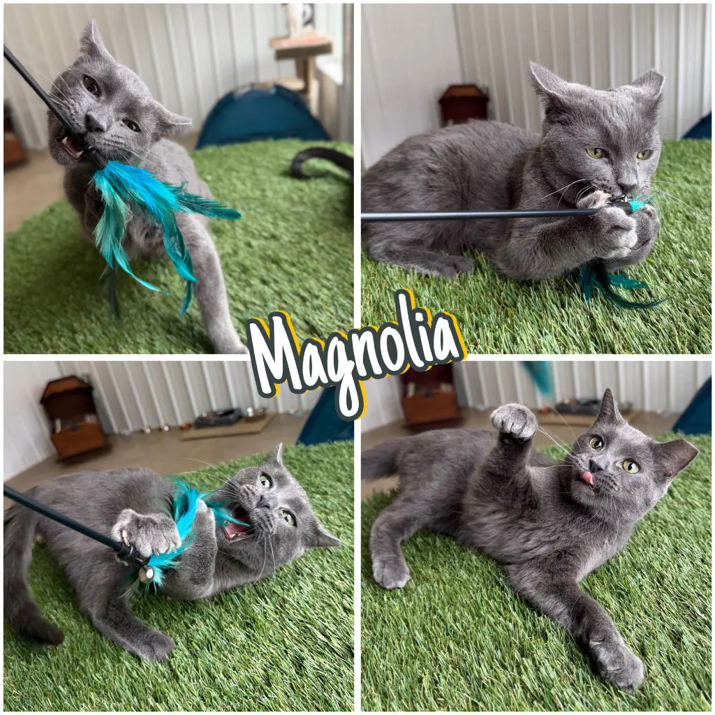 Magnolia