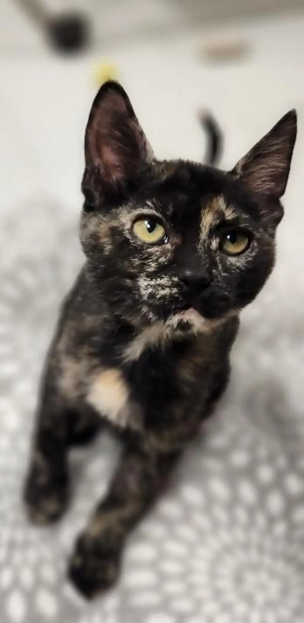 Kitten 28220 (Jillian)