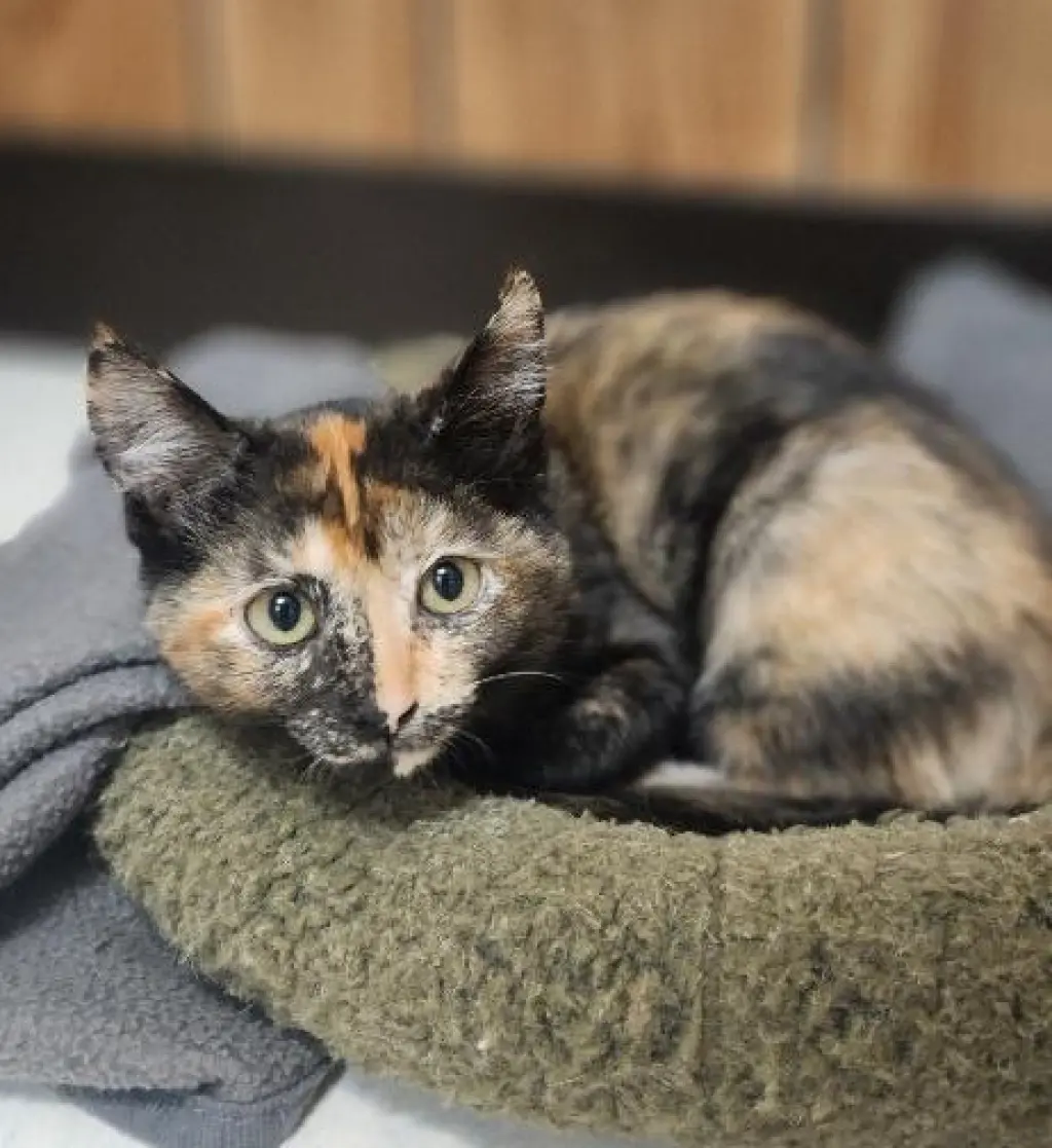 Kitten 28219 (Stella)
