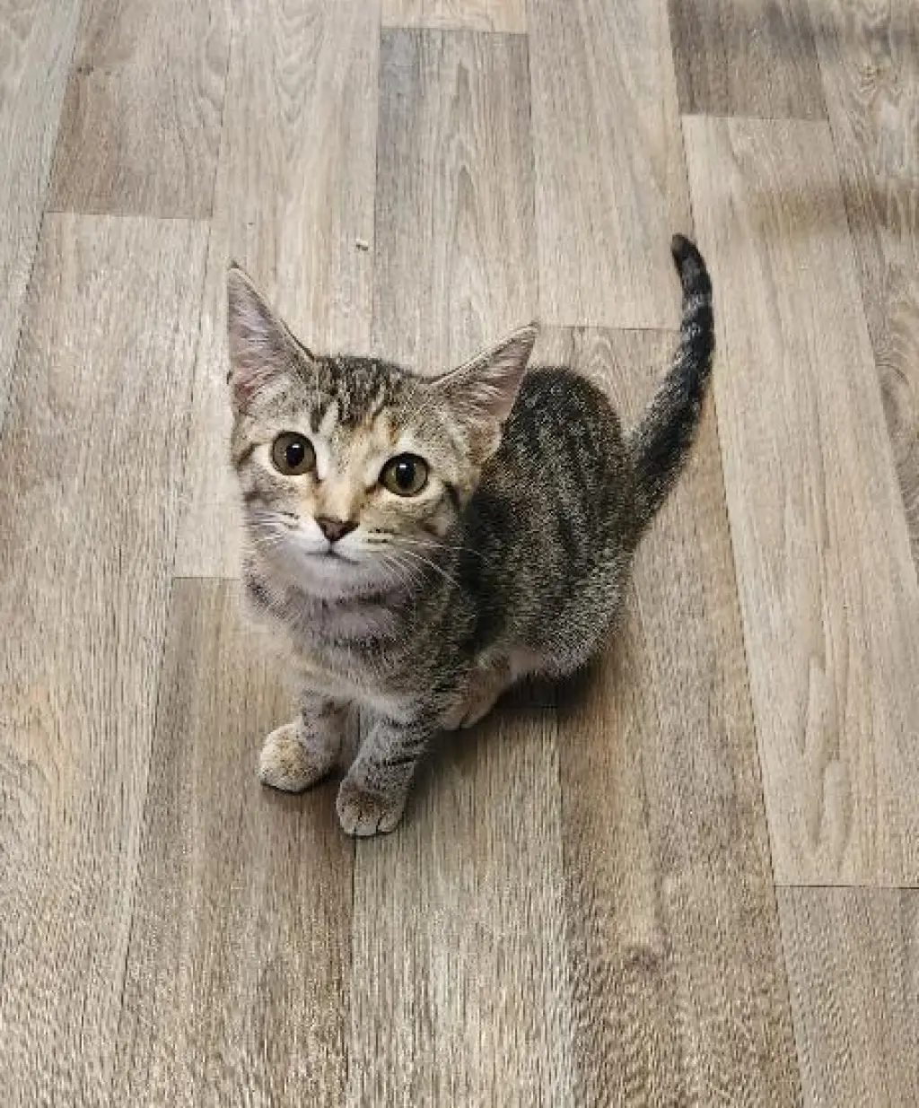 Kitten 27782 (Minnow)
