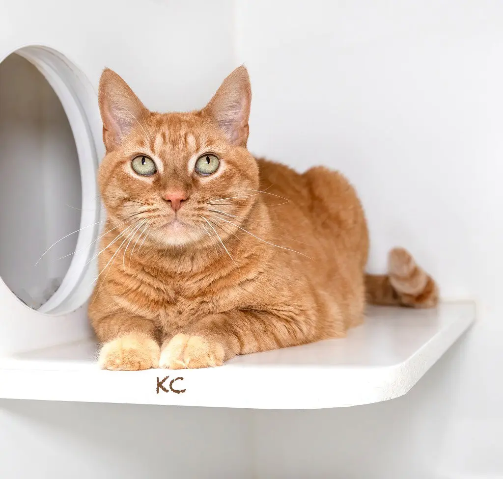 KC