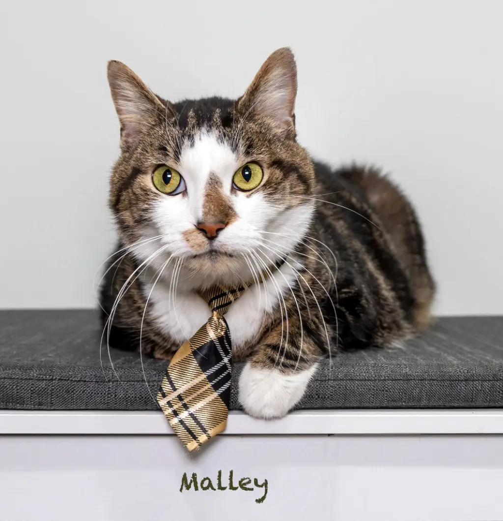 Malley
