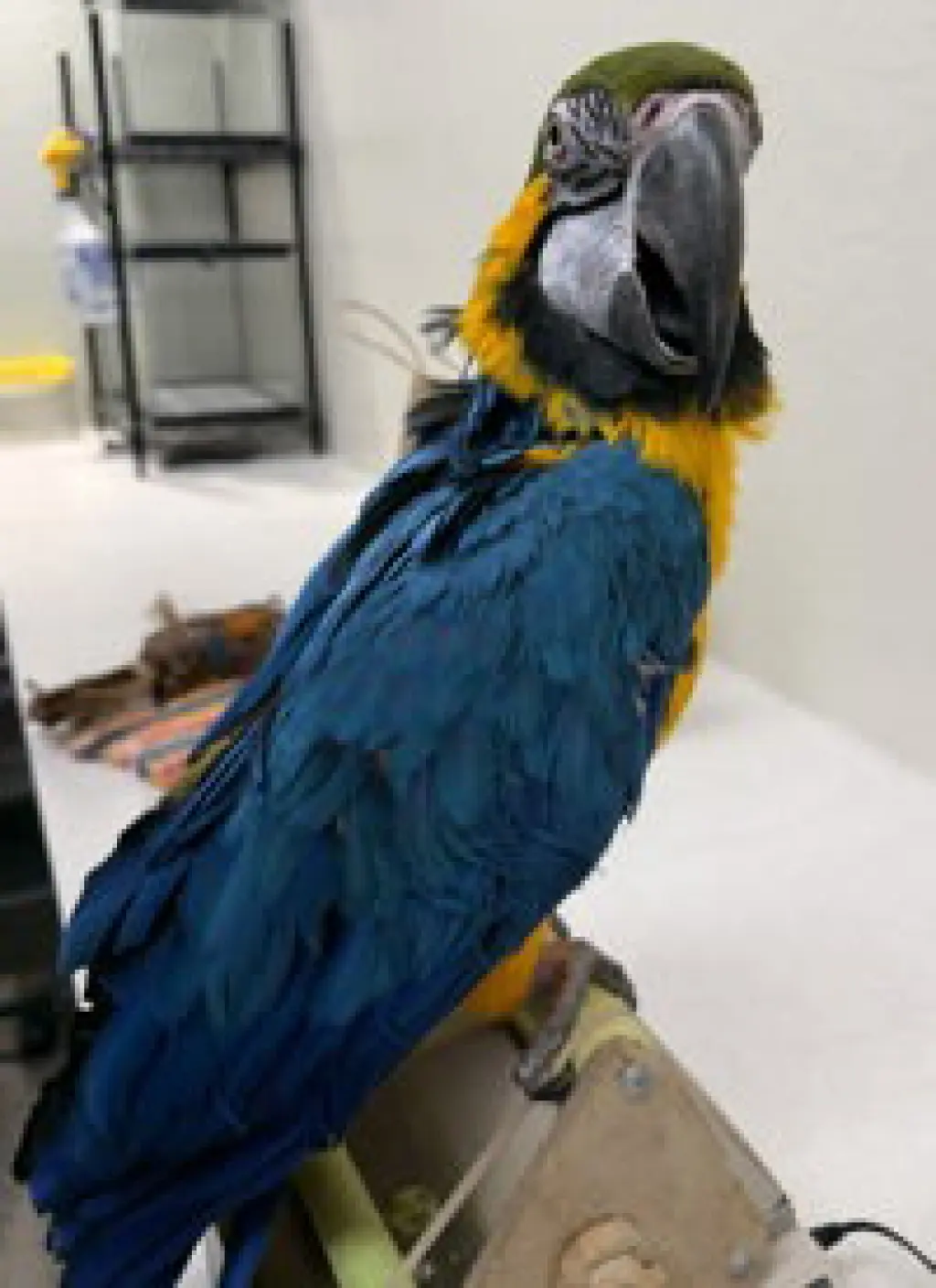 Chico