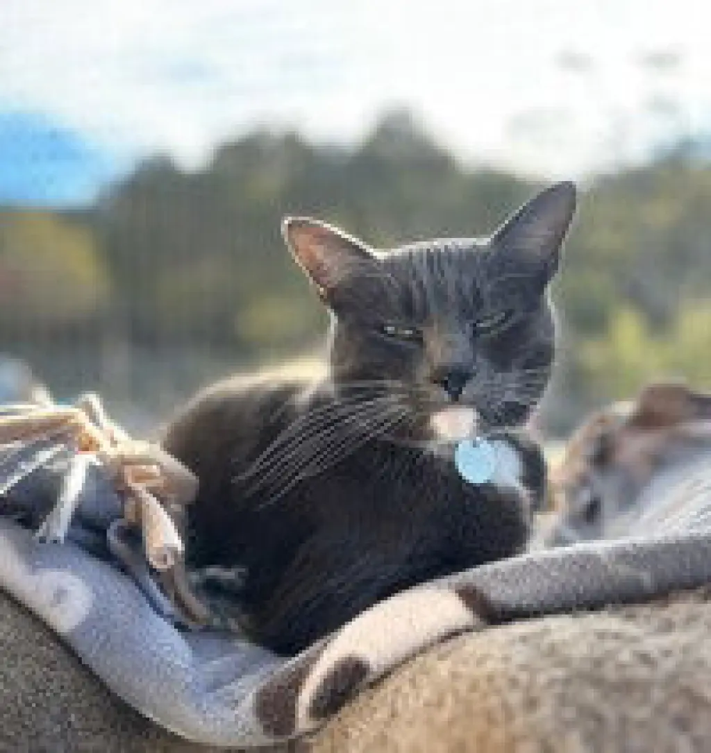 Fifi