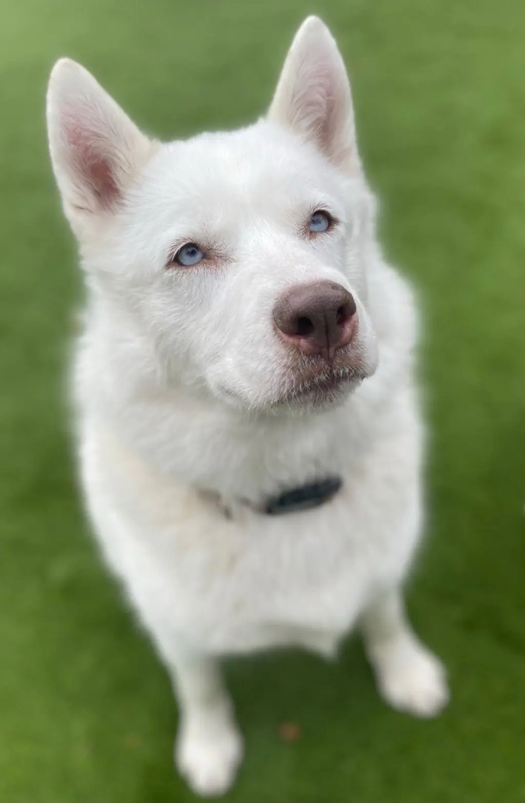 Maya