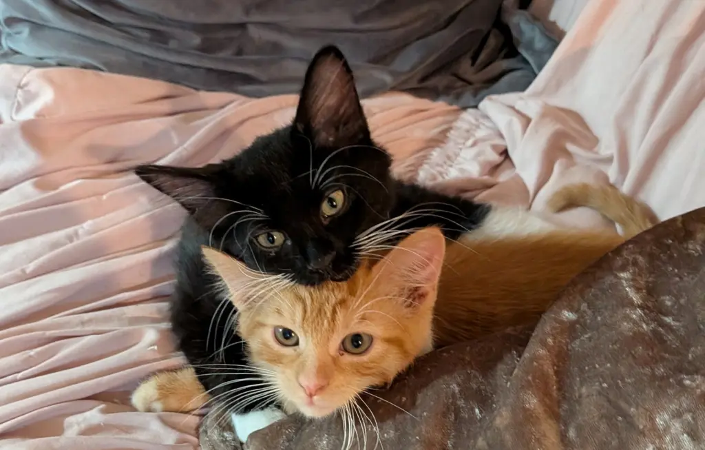 Buddy Brothers Newt and Jonesy