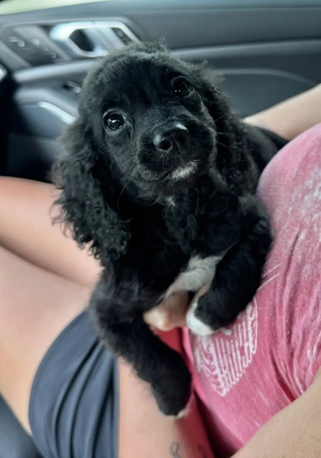Oreo - ADOPTION IN PROCESS