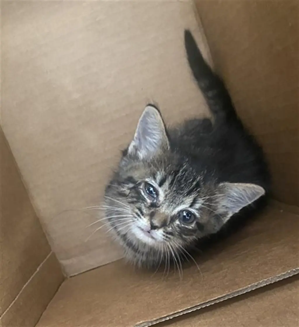 STELLA