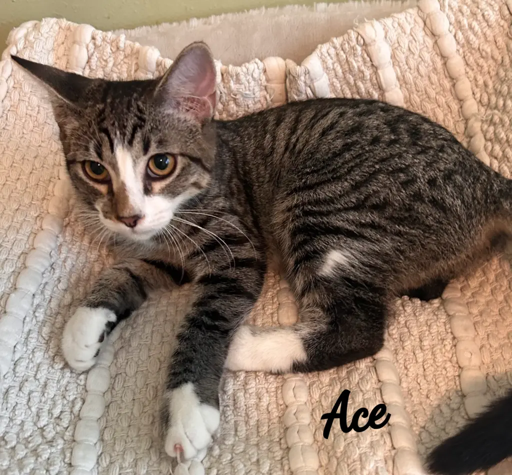 Ace #cuddly-purrbaby