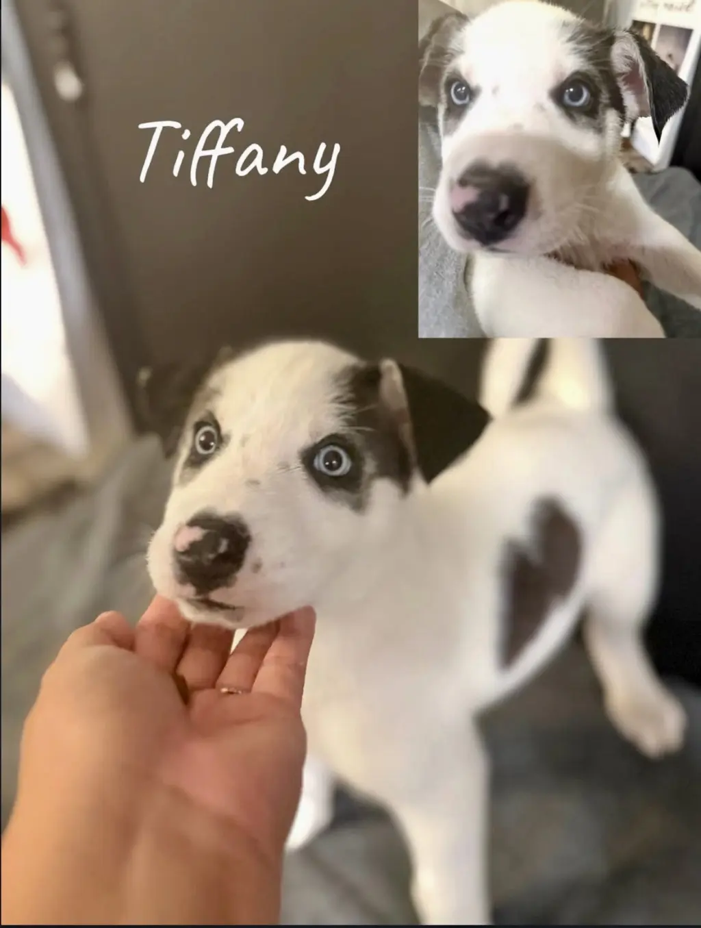 Tiffany