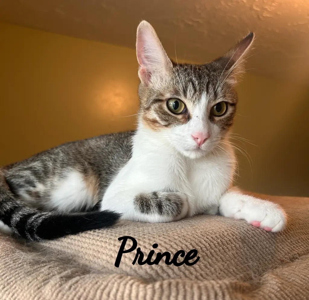 Prince #cool-calm-collected