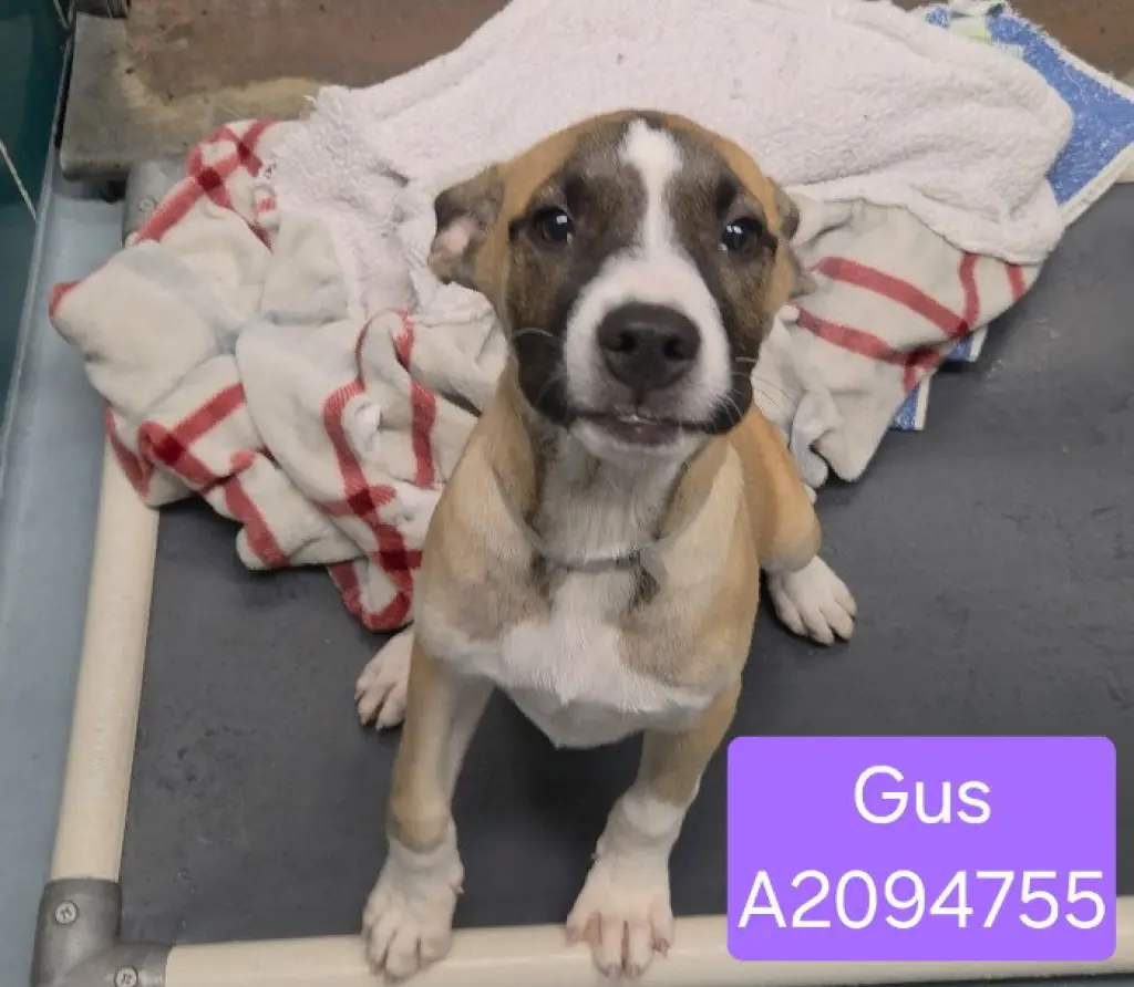 GUS