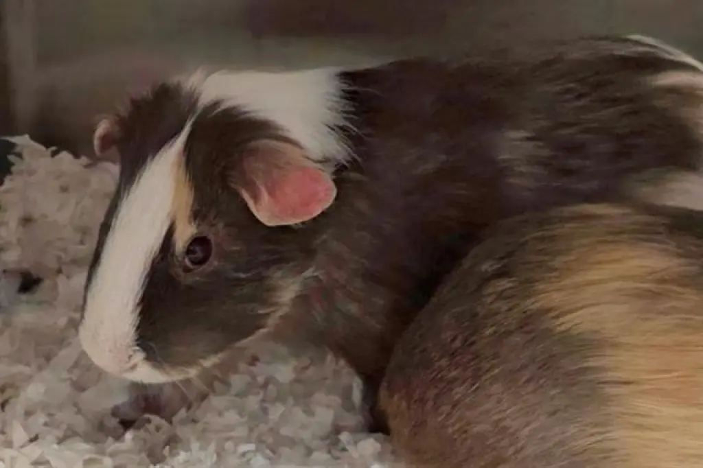 THEODORE
