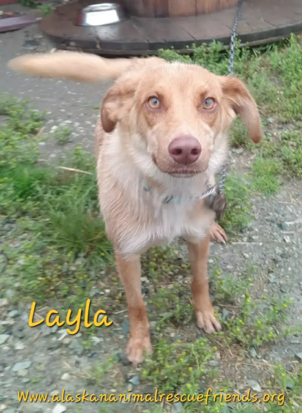 Layla