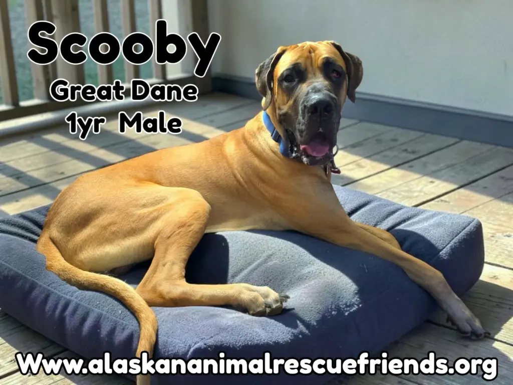 Scooby
