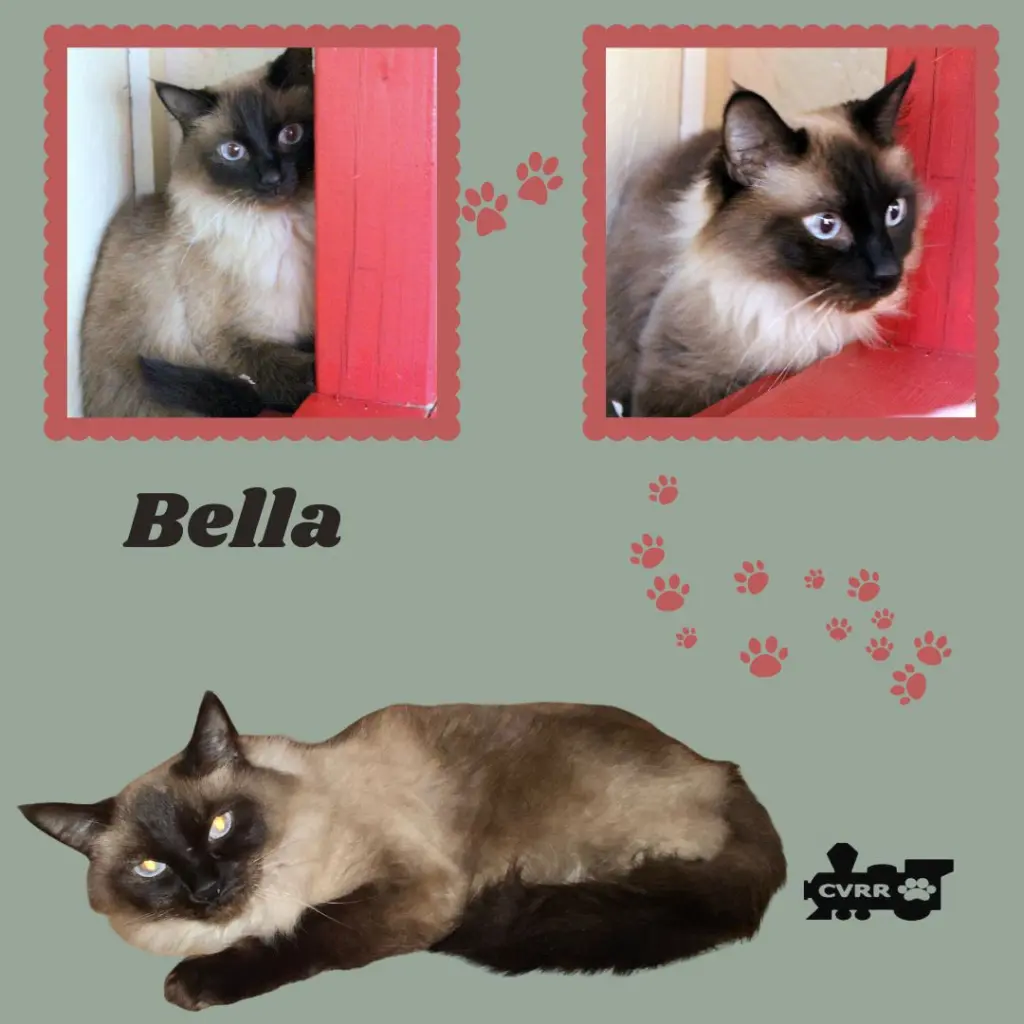 Bella (Cat)