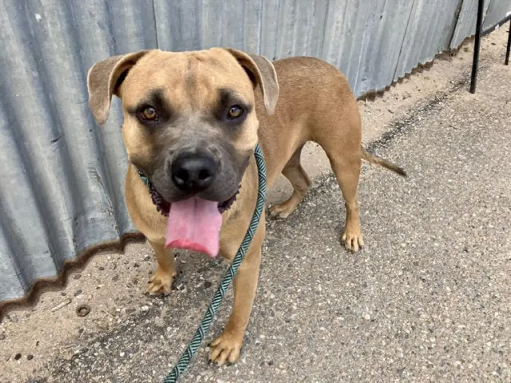 BUBBA