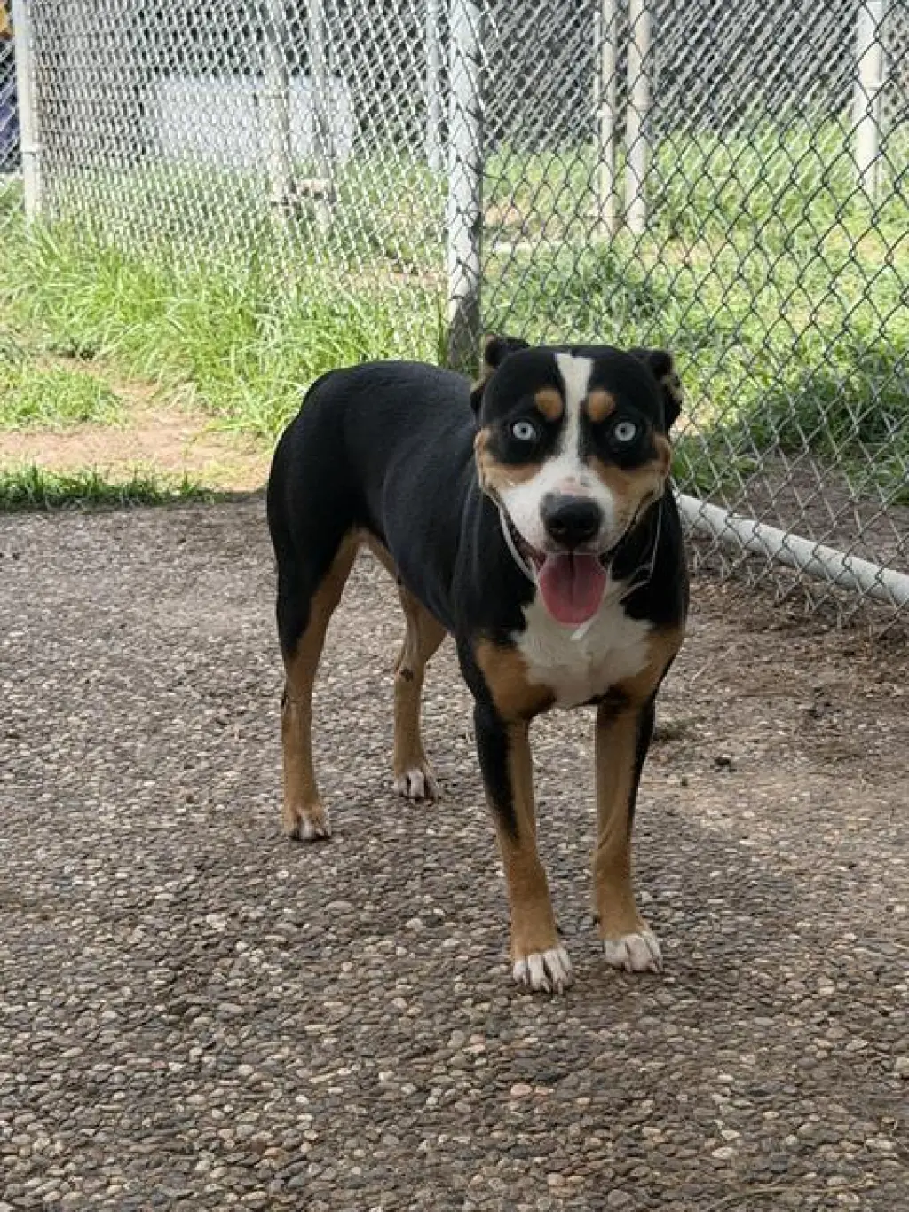 ROXIE