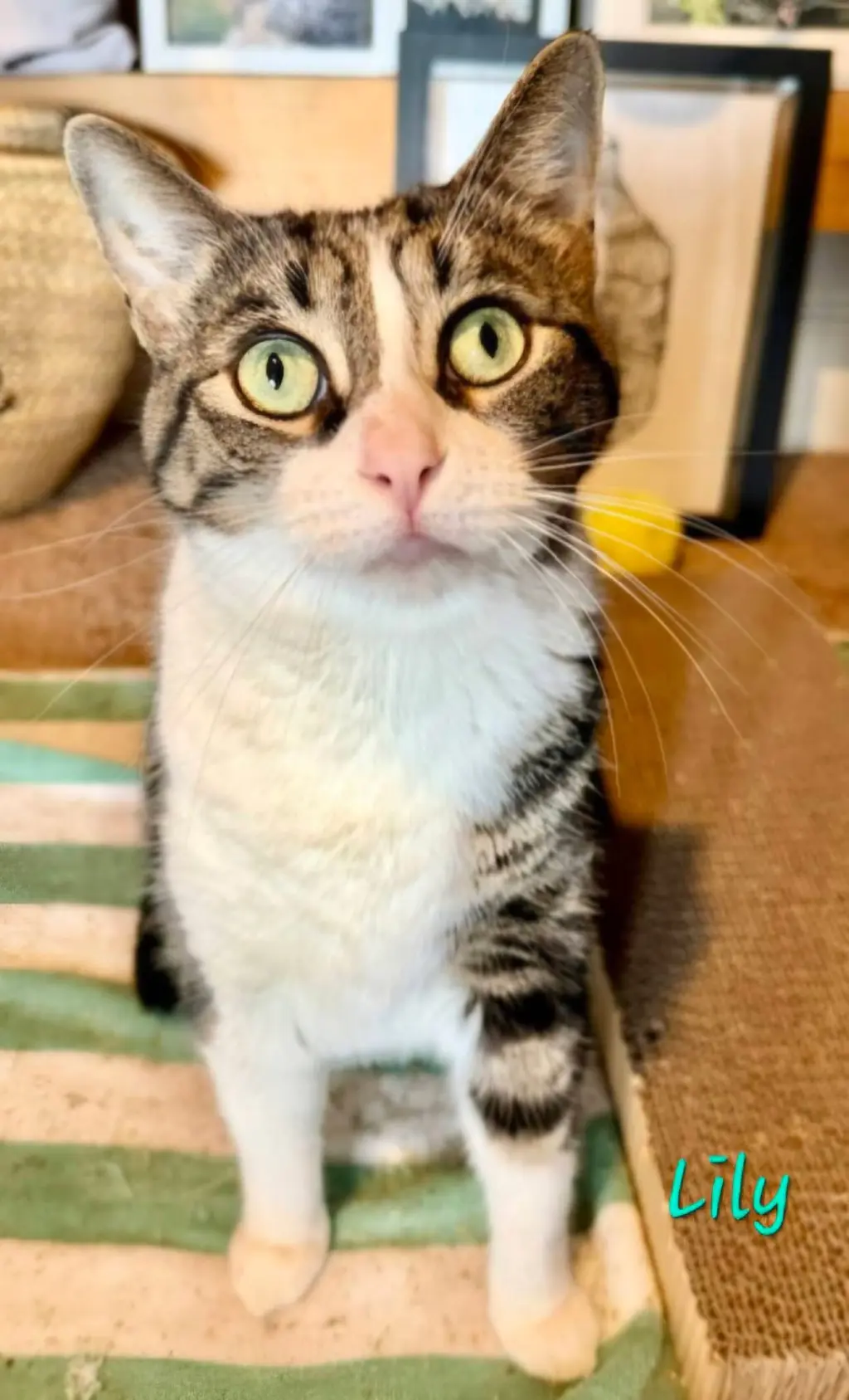 Lily