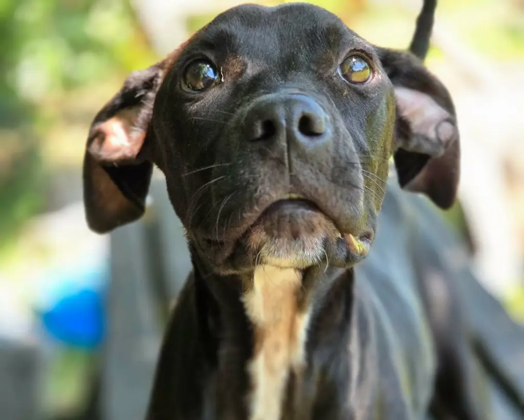 Bindi