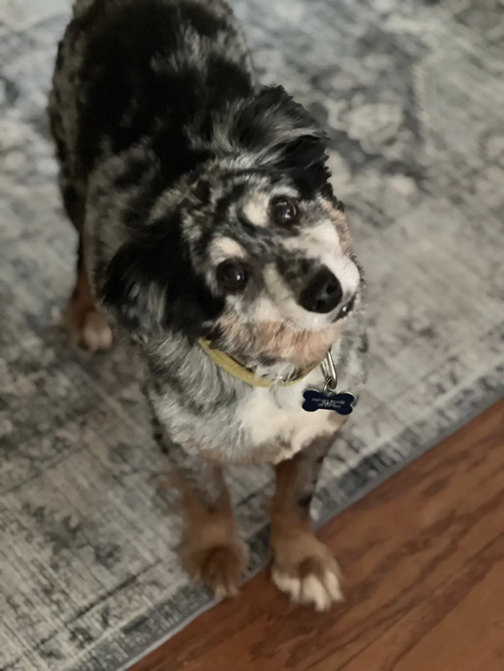 Finn