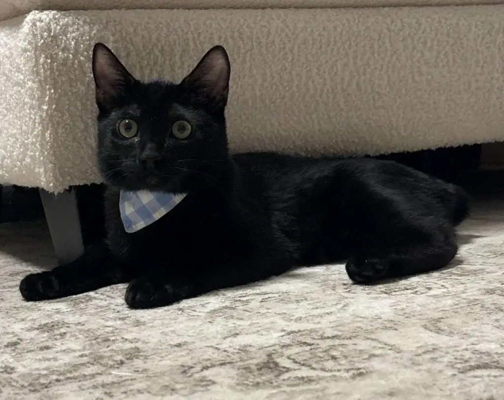 Kitten Macho