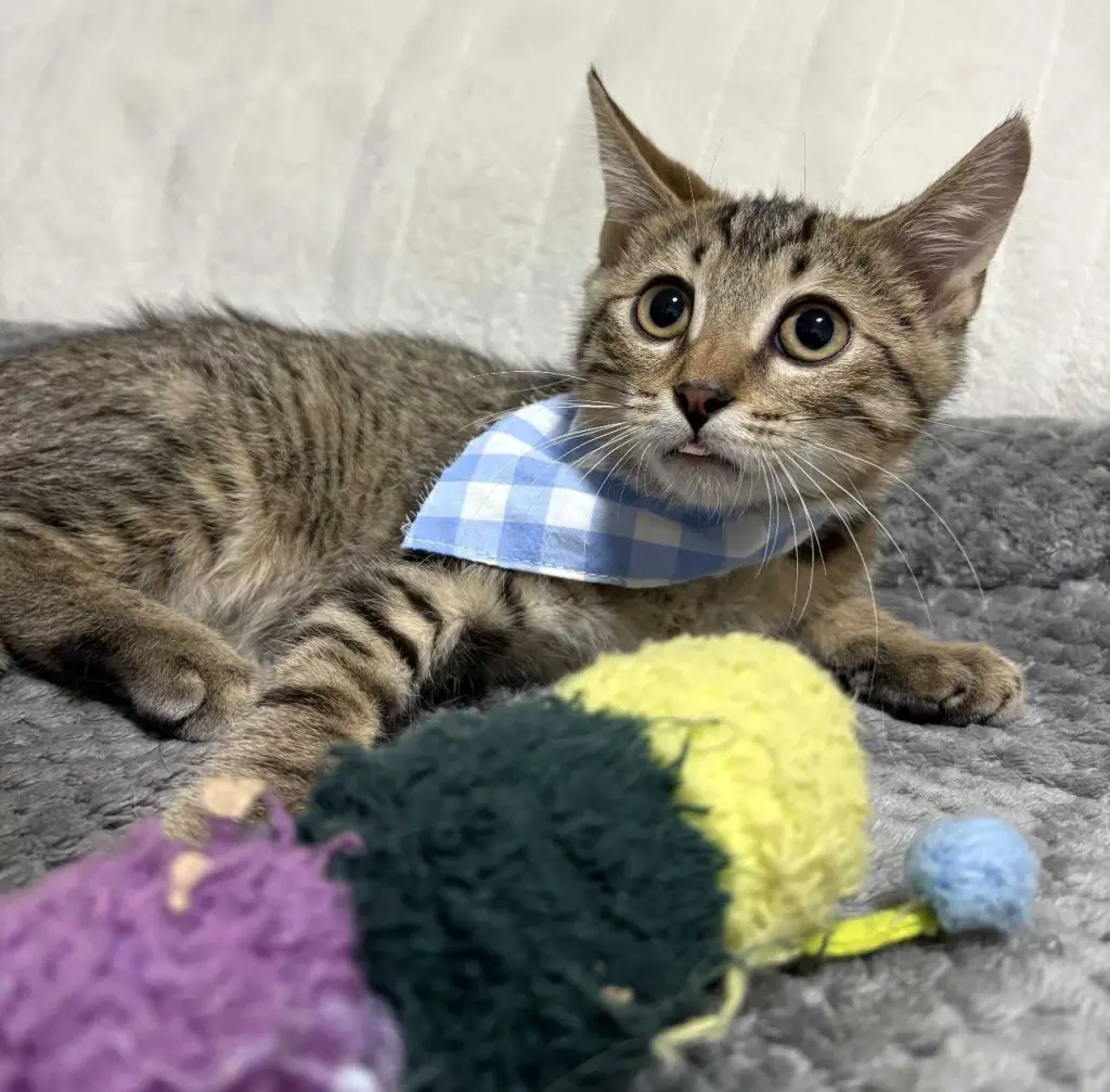 Kitten Oso