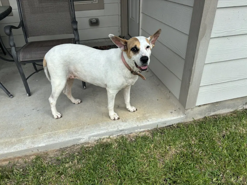 Roxy