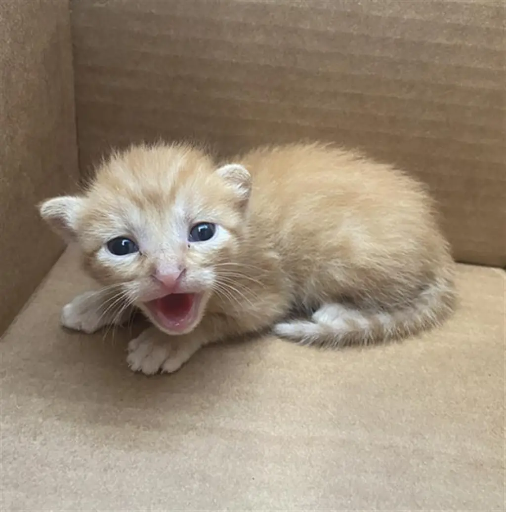 OLIVER