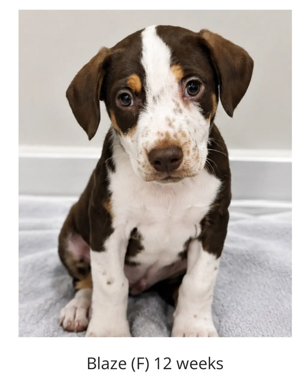 Blaze - Princess of the Litter